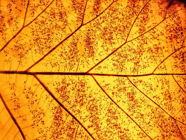 Textura Folha Outono Árvore — Fotografia de Stock