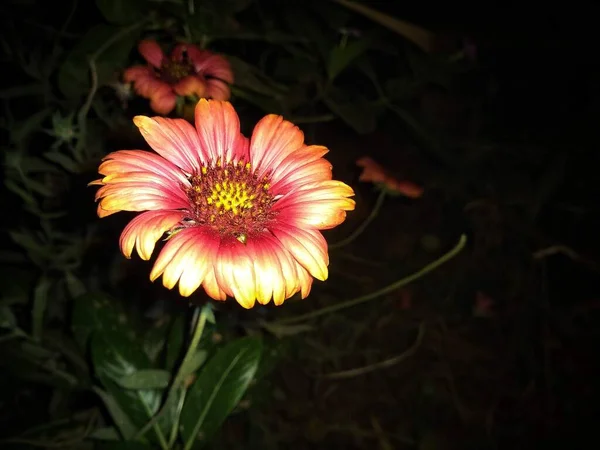 Karanlıkta Dehra Çiçeği — Stok fotoğraf