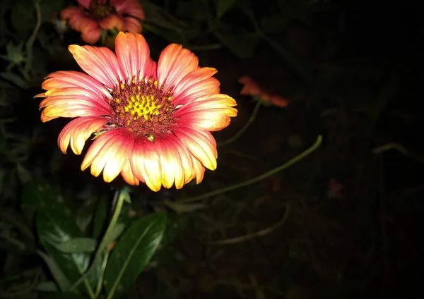 Güzel Dehra çiçeği botanik çekimi, doğal duvar kağıdı