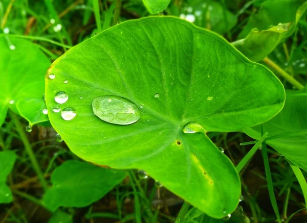 Wassertropfen Auf Den Grünen Blättern — Stockfoto