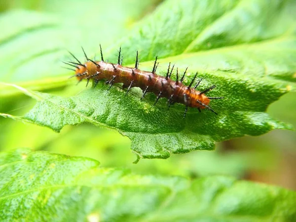 Caterpillar Üzerinde Yaprak Yeşil — Stok fotoğraf