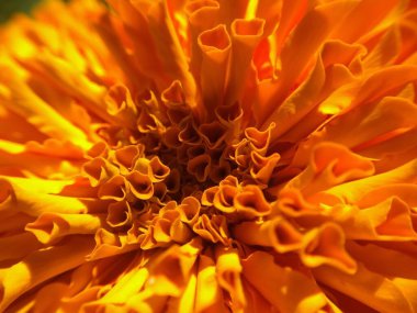 Turuncu kadife çiçeği Çiçek bahçesinde