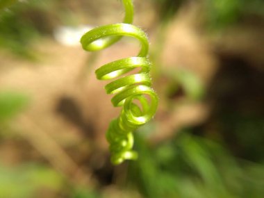 yeşil yapraklar, bitki yaprakları