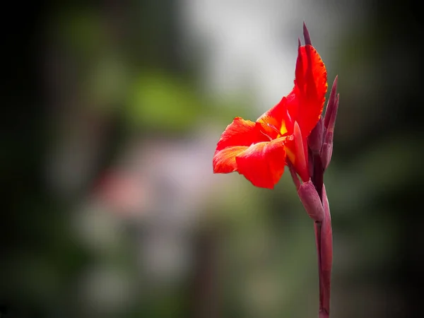 Red Canna Indica Flower Commonly Known Indian Shot African Arrowroot — Stock Photo, Image