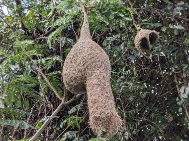 Vahşi Yaşam - Doğa 'daki Bambu Ağacında Weaver Kuşları Yuvası