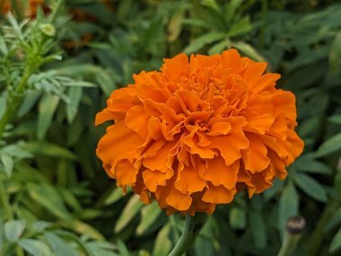 Karnataka Hindistan 'daki tarlada bulunan Marigold çiçeğinin manzarası, gökyüzü arka planında izole edilmiş Orange Marigold çiçek tarlası.