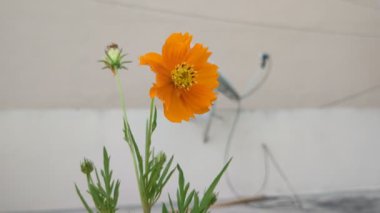 Turuncu Marigold çiçeği Bahçede yakın plan portresi 