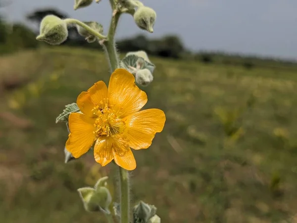 Tarım arazisinde çekilen portakal rengi çiçek makrosu.