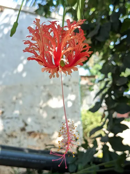 Yeşil yaprak arkaplanındaki şiir çiçeği