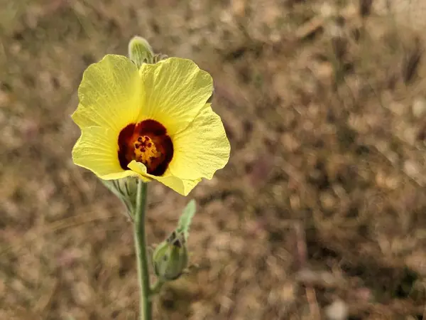 Yellow and Meroon Flower portrait in the wild