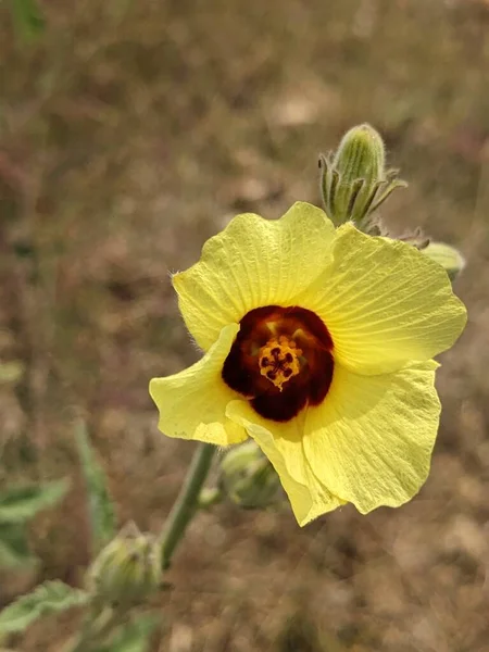 Yellow and Meroon Flower portrait in the wild