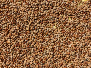 Kurumuş nohut ve fındık arkaplanı, kapatın.