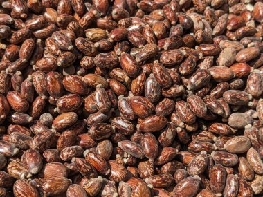 Kakao fasulyesi arkaplanı. Kakao çekirdeği dokusu. 