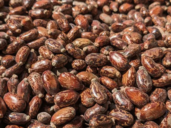 Kakao fasulyesi arkaplanı. Kakao çekirdeği dokusu. 