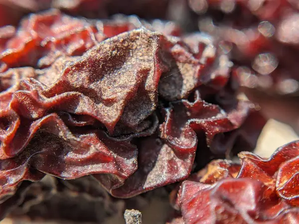 Kurutulmuş tarihler yakın plan. Kurumuş meyvelerin makro fotoğrafı.