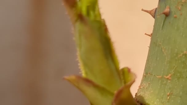 古い木の背景にドライバラの植物 — ストック動画