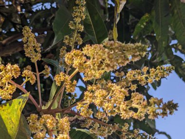 Ağaçtaki mango çiçekleri