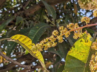 Ağaçtaki mango çiçekleri