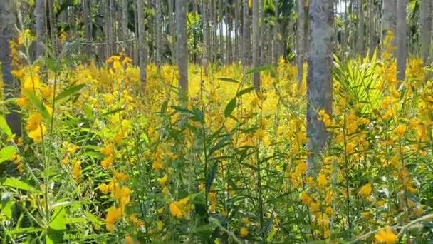 Nozes Dal Flores Amarelas Agricultura Terra Palmeira Areca — Vídeo de Stock