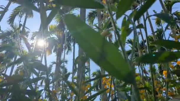 ダルナッツの黄色い花 アレッカパームツリーの土地で農業 — ストック動画