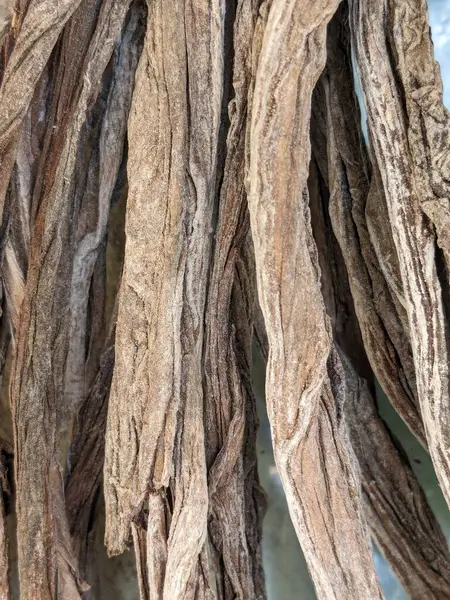 Dry tree bark texture. Abstract background and texture for design