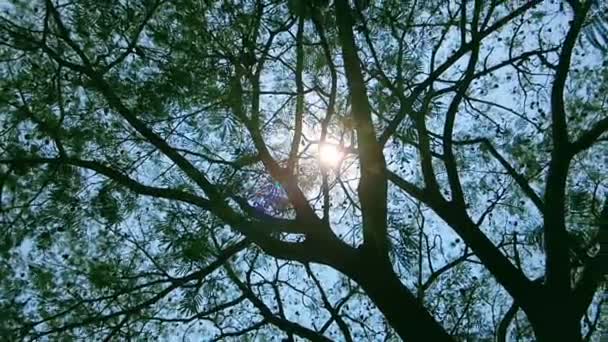 Soleil Brille Travers Les Branches Arbre Dans Forêt Vue Bas — Video