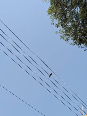 Mavi gökyüzü arka planına sahip elektrik hattında oturan bir kuş.