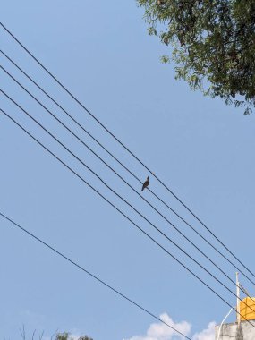 Mavi gökyüzü arka planına sahip elektrik hattında oturan bir kuş.