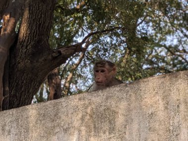 Monkey sitting on a wall in the shade of a tree. clipart