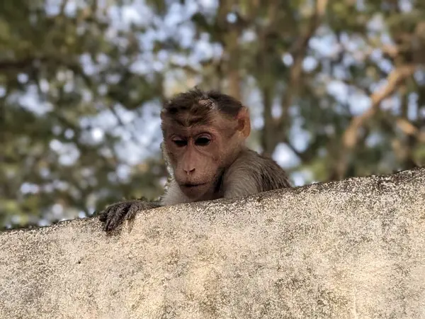 Ağacın gölgesinde bir duvarda oturan maymun..