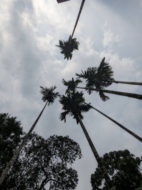 Mavi gökyüzüne karşı palmiye ağaçları