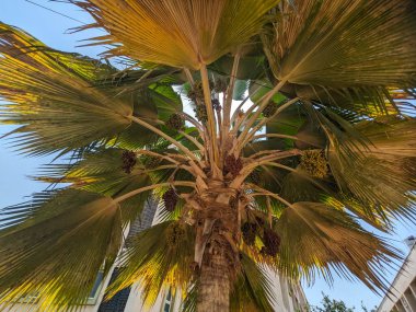 Gökyüzünde tam kare palmiye ağacı