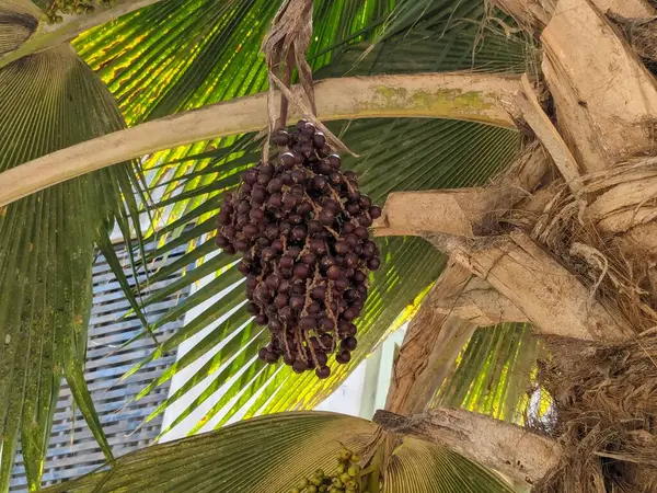 Palmiye ağacında fasulye