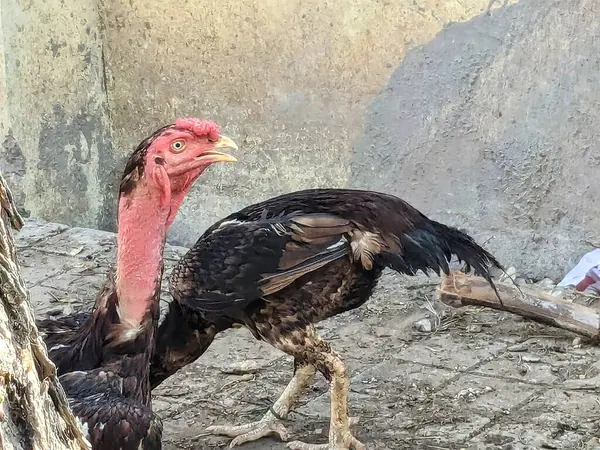 Çiftlik Fowl: Kırsal Arazide Mutlu Tavuk Gezintisi