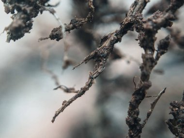 Kuru Dalların Sanatsal Görünümü