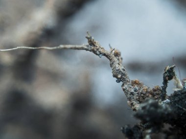 Kuru Dalların Sanatsal Görünümü