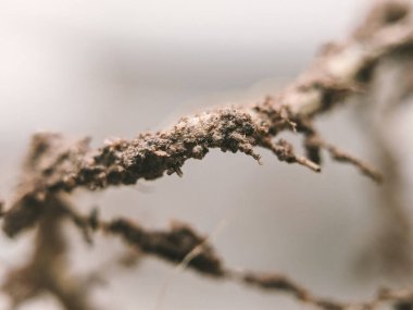 Kuru Ağaç Köklerinin Soyut Makro Çekimi: Karmaşık Doğal Örnekler