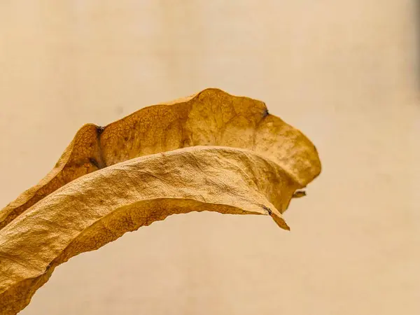 İzole Arkaplanda Kuru Altın Yaprak: Zamansız Zarafetin Sembolü
