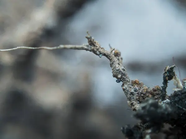 Kuru Dalların Sanatsal Görünümü