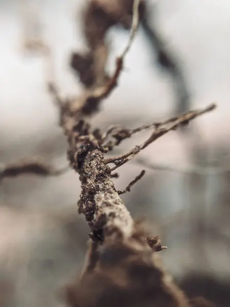 Kuru Ağaç Köklerinin Soyut Makro Çekimi: Karmaşık Doğal Örnekler