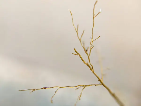 Kuru Dalların Sanatsal Görünümü