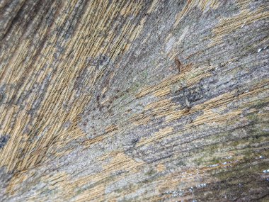 Hindistan cevizi ağacı ağaç dokusu: Doğal Tasarımlar için Yüksek Çözünürlüklü Arkaplan Resimleri