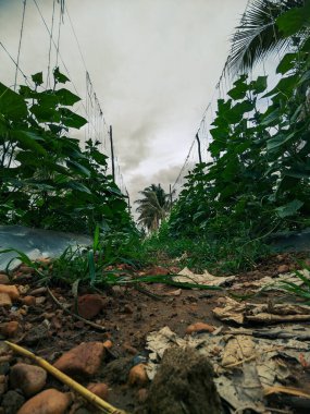 Gelişen Sırt Kabağı Çiftliği: Sürdürülebilir Tarım ve Tarım İçin Yüksek Çözünürlüklü Görüntüler