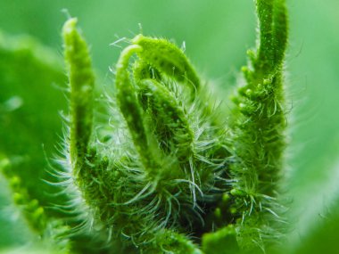 Yeşil Yaprak Dokusu: Arkaplan ve Tasarım İçin Yüksek Çözünürlüklü Doğa Fotoğrafları