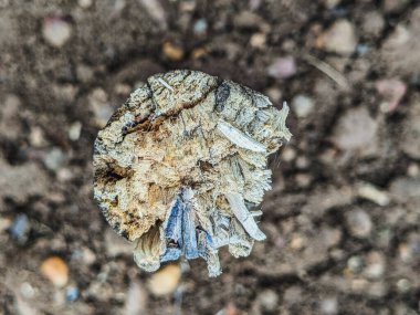 Ahşap Soyut Arkaplan: Tasarım ve Sanat İçin Yüksek Çözünürlüklü Dokulu Stok Fotoğrafları