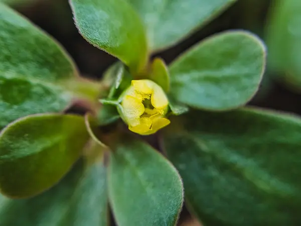 Stock image Small Yellow Flower Bud Macro: High-Resolution Detail Shots for Nature and Botany