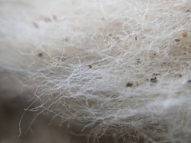 Beyaz Pamuk Soyut Makro Vuruşu