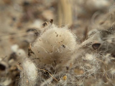 Beyaz Pamuk Soyut Makro Vuruşu