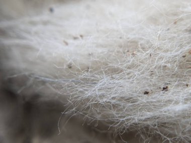 Beyaz Pamuk Soyut Makro Vuruşu