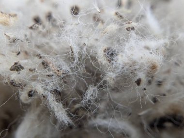 Beyaz Pamuk Soyut Makro Vuruşu